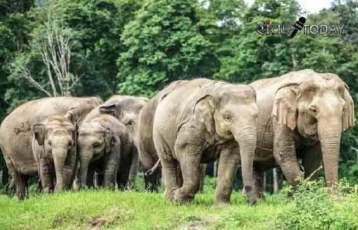 Jashpur Elephants attack News