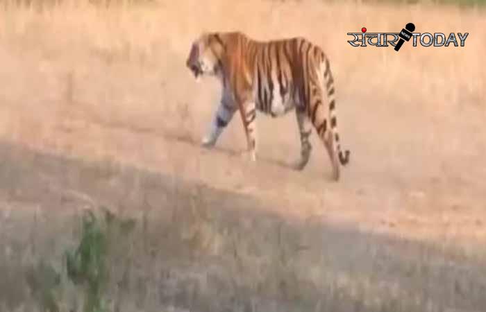 Tigress seen around Gaurela city